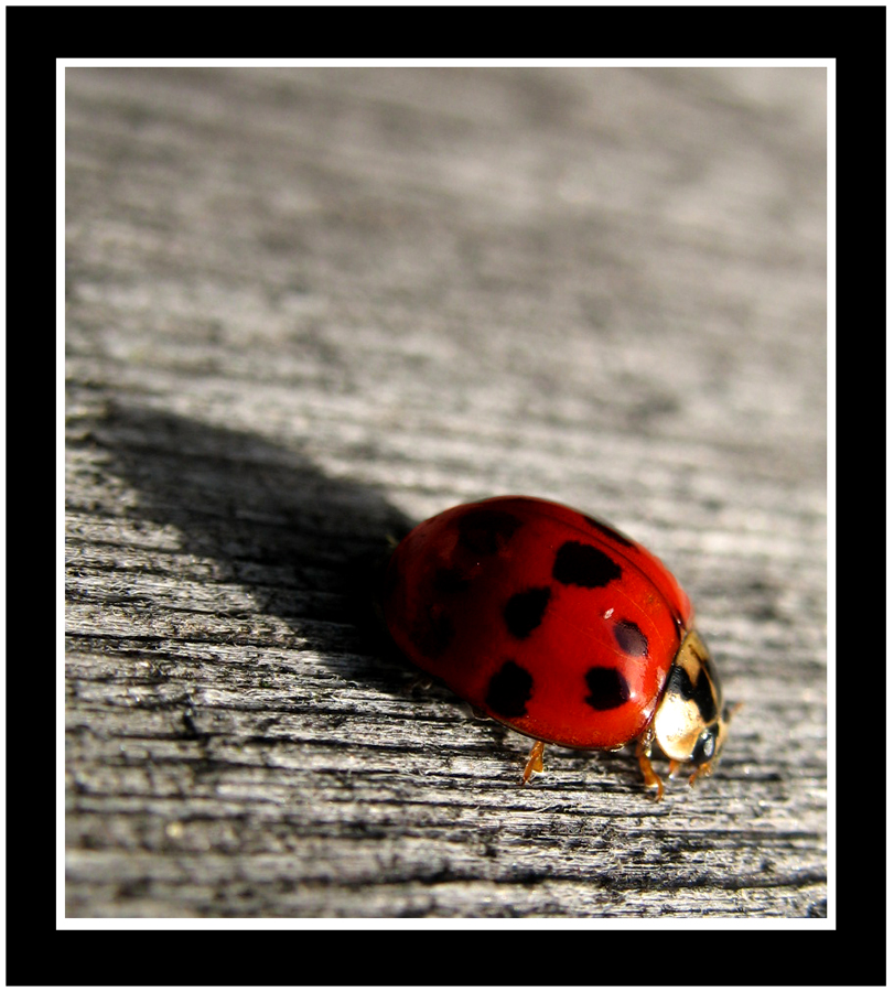 Ladybug