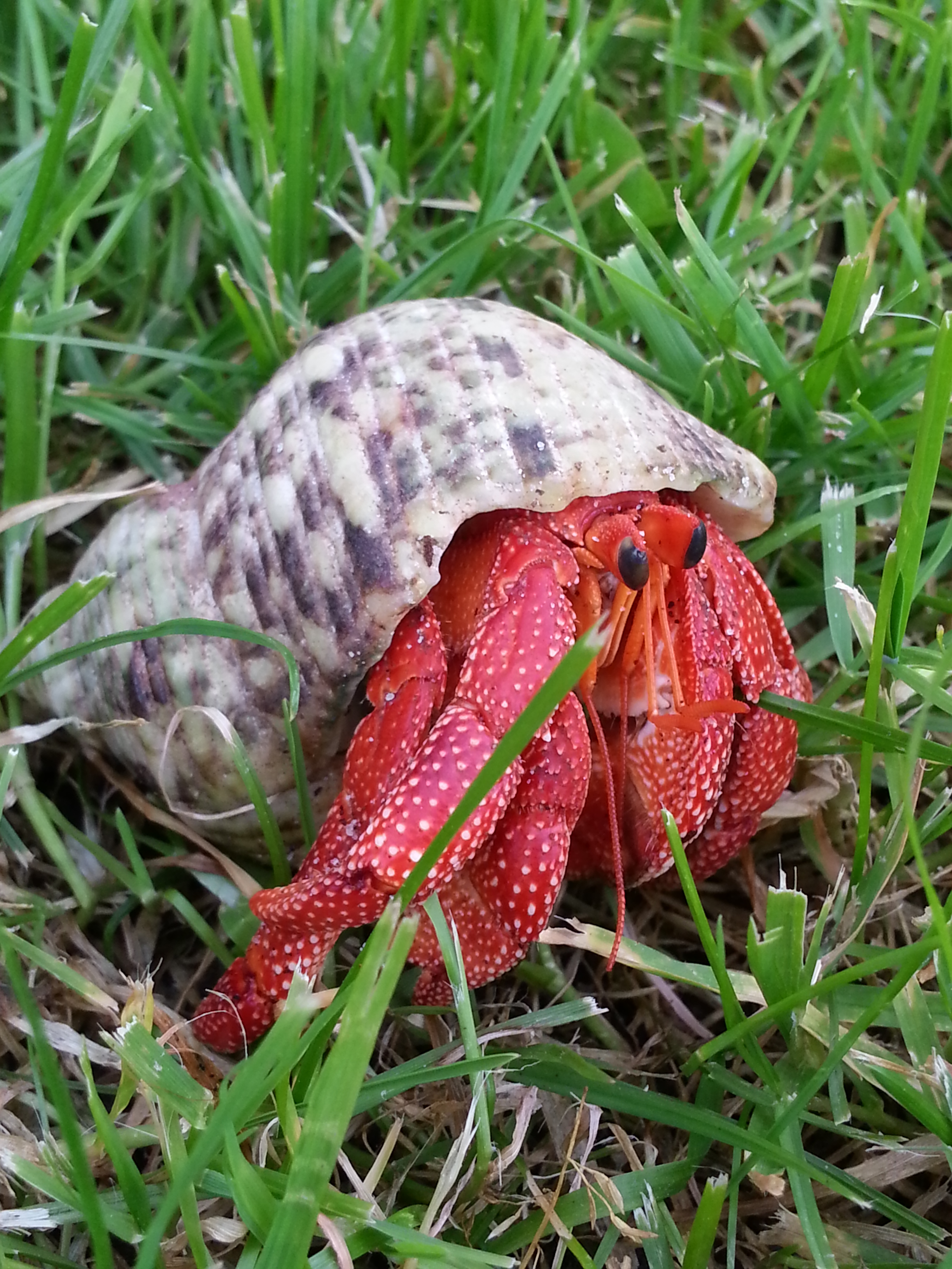 Strawberry Hermit