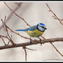 Parus Caeruleus...