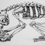 Cat Skeleton