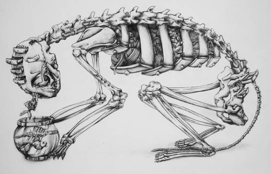 Cat Skeleton