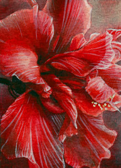 Hibiscus flower ATC