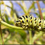 Papilio machaon