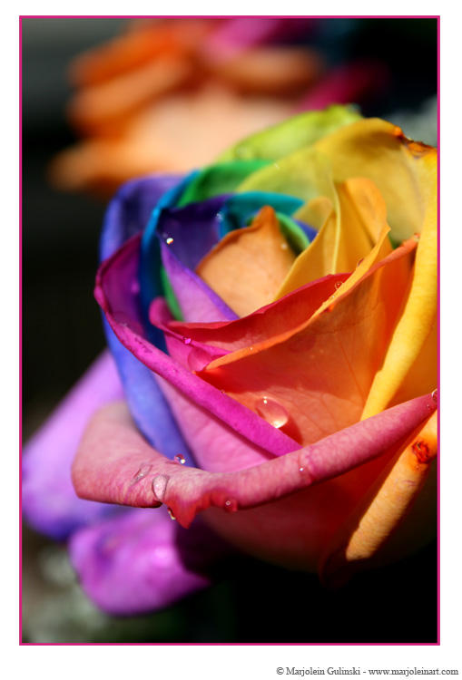 Have Fun Roses Happy Roses 5 by MarjoleinART-Photos on DeviantArt