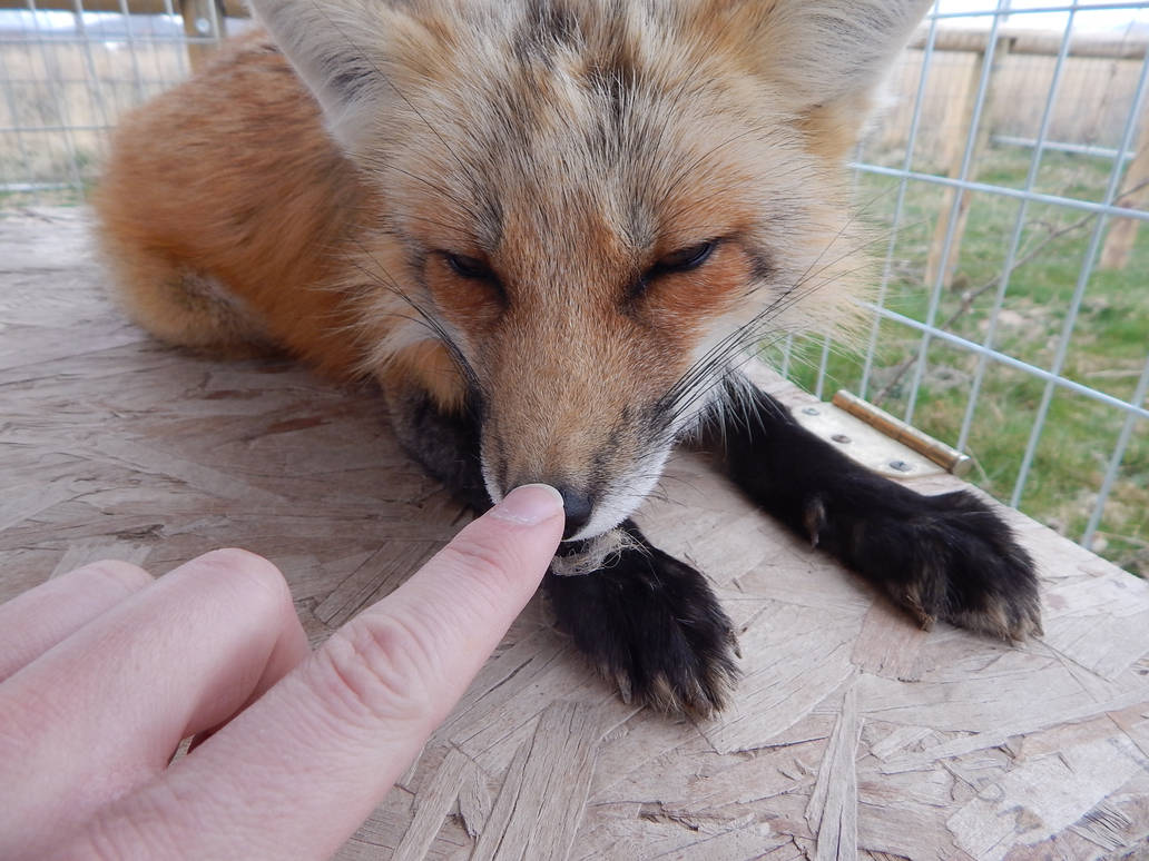 Boop fox has been booped by nintendo1889m on DeviantArt