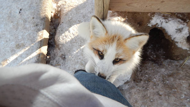 Teh winter floof returns!