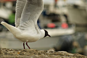 Wing Stretch