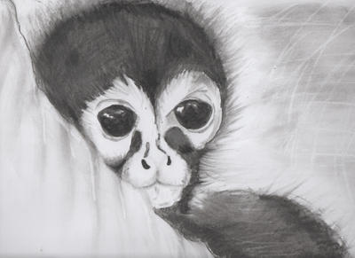 Spider Monkey Deviantart Spider Monkey by IIDejangoII on DeviantArt