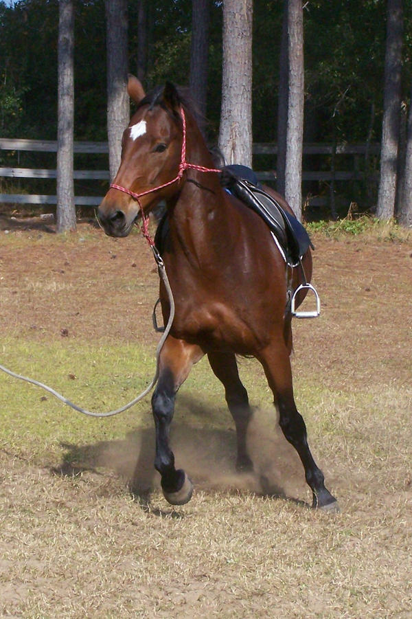 246 - Bay horse under saddle