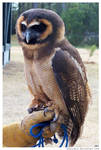 250 - Owl by absurdus