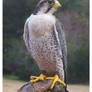252 - Lanner Falcon
