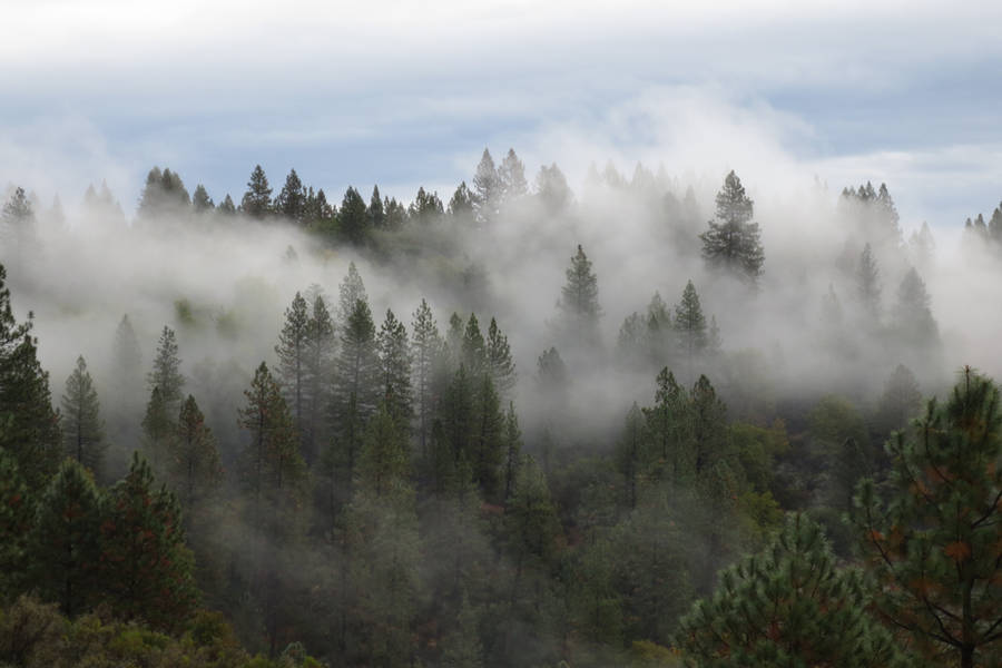 377 - Northern California by absurdus