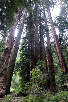 385 - Muirwoods