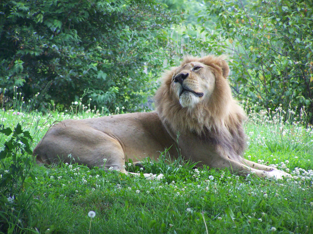 165 - Lion