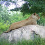 166 - Lioness