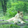 167 - Lioness