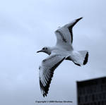 Gull Monochrome 17 by DorianStretton