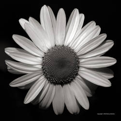 Daisy Monochrome 4