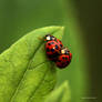 Ladybird Fun Time