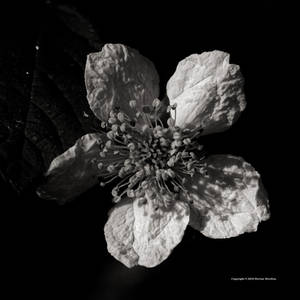 Bramble Blossom Monochrome