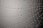 Jewelled Web by DorianStretton