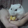 My pet hamster3