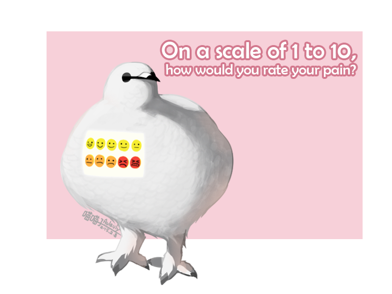 Baymax the ptarmigan