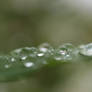 The Droplets of Life