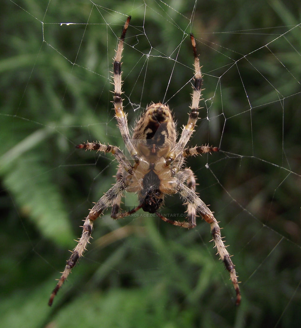 Cross Orbweaver (Araneus diadematus)