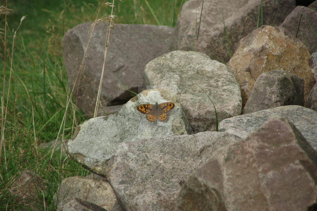 Wall Brown Butterfly (Lasiommata megera)