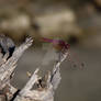 Red-veined Darter (Sympetrum fonscolombii) ?