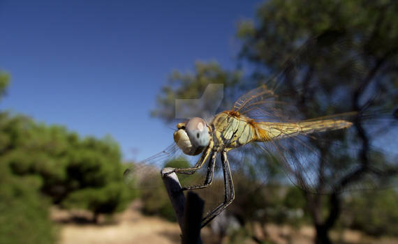 dragonfly