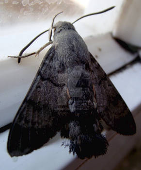 Hummingbird Hawk-moth (Macroglossum stellatarum)