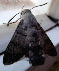 Hummingbird Hawk-moth (Macroglossum stellatarum)