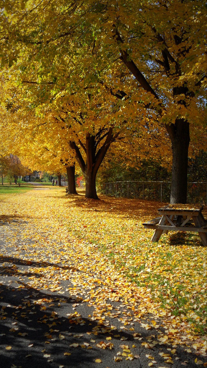 Autumn near the Niagara Falls