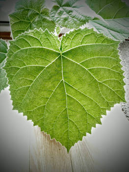 Paulownia leaf