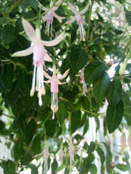 Fuchsia flower