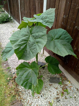 Paulownia Tomentosa