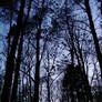 Dark forest