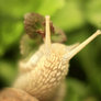 _snail_