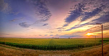 _corn fields_