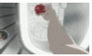 Anemone stamp