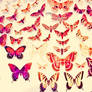 Butterflies Love