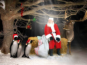 Waiting for christmas by lahja001 Waiting for christmas by lahja001