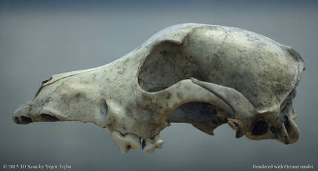 Dog Skull 3D Scan