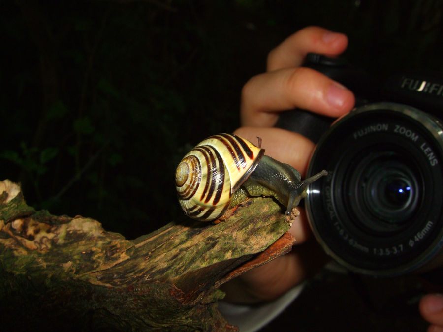 Snail camera by gers134 on DeviantArt