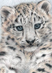 ACEO 'Snow Baby' Snow Leopard Cub Miniature