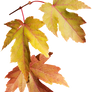 Autumn Leaves Png 44