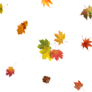 Falling Leaves PNG (18) Overlays