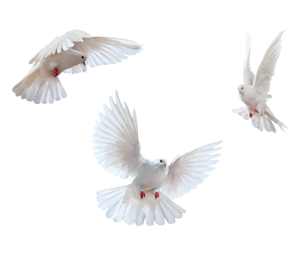 Doves PNG 16 by agusrockforlife on DeviantArt